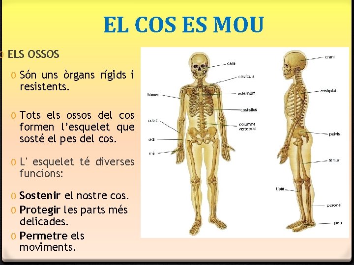 EL COS ES MOU 0 ELS OSSOS 0 Són uns òrgans rígids i resistents. EL COS ES MOU 0 ELS OSSOS 0 Són uns òrgans rígids i resistents.