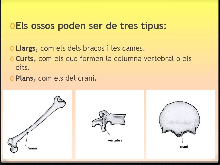 0 Els ossos poden ser de tres tipus: 0 Llargs, com els dels braços 0 Els ossos poden ser de tres tipus: 0 Llargs, com els dels braços