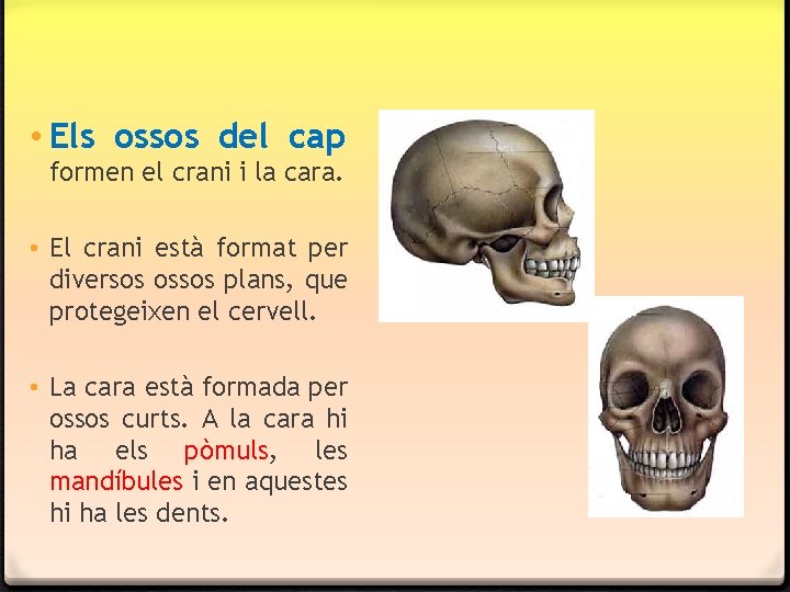 • Els ossos del cap formen el crani i la cara. • El • Els ossos del cap formen el crani i la cara. • El