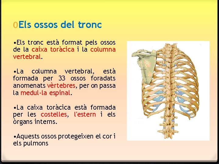 0 Els ossos del tronc • Els tronc està format pels ossos de la 0 Els ossos del tronc • Els tronc està format pels ossos de la