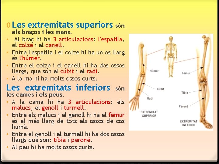 0 Les extremitats superiors són • • els braços i les mans. Al braç 0 Les extremitats superiors són • • els braços i les mans. Al braç
