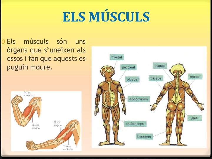 ELS MÚSCULS 0 Els músculs són uns òrgans que s’uneixen als ossos i fan ELS MÚSCULS 0 Els músculs són uns òrgans que s’uneixen als ossos i fan