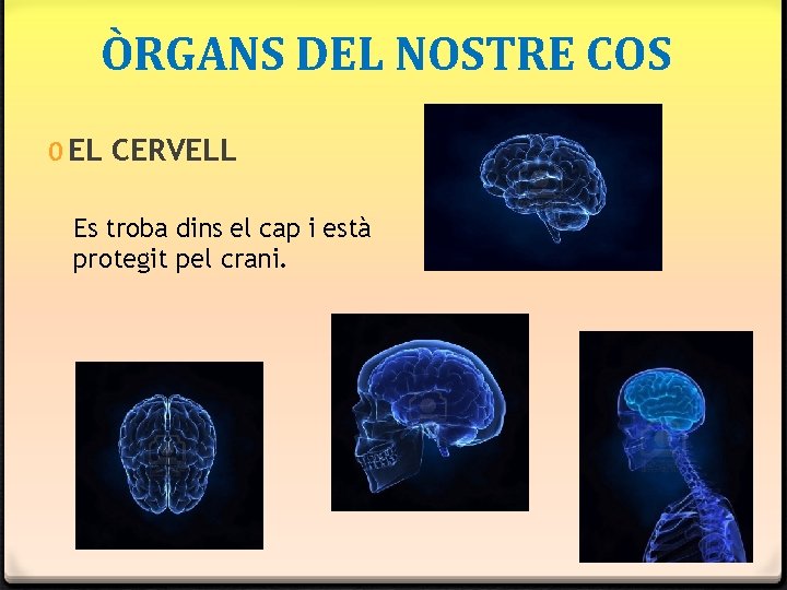 ÒRGANS DEL NOSTRE COS 0 EL CERVELL Es troba dins el cap i està ÒRGANS DEL NOSTRE COS 0 EL CERVELL Es troba dins el cap i està