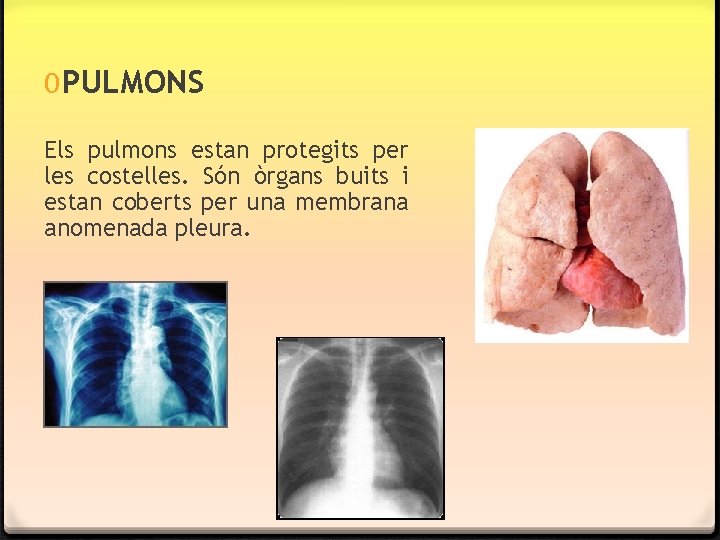 0 PULMONS Els pulmons estan protegits per les costelles. Són òrgans buits i estan 0 PULMONS Els pulmons estan protegits per les costelles. Són òrgans buits i estan