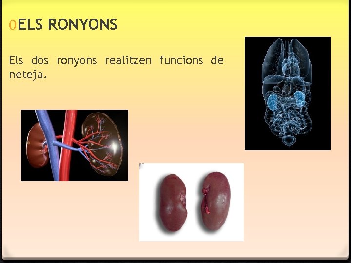 0 ELS RONYONS Els dos ronyons realitzen funcions de neteja. 0 ELS RONYONS Els dos ronyons realitzen funcions de neteja.
