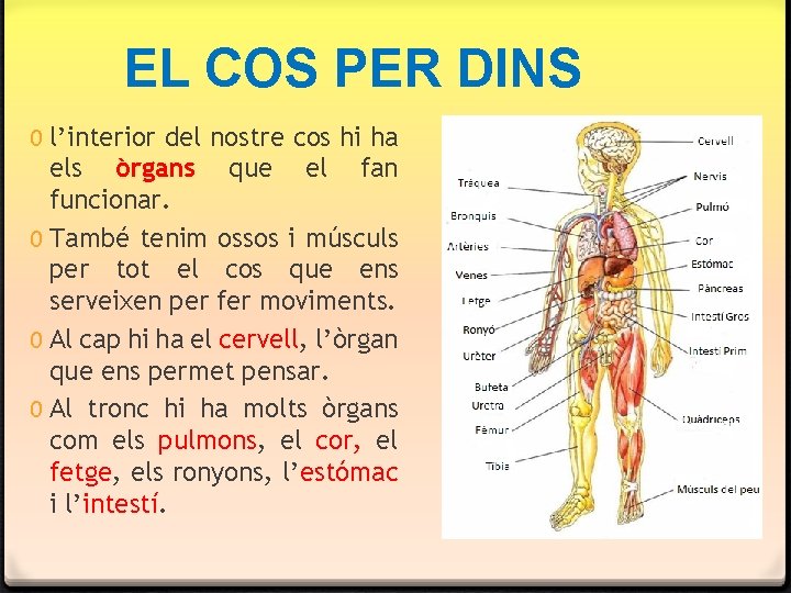 EL COS PER DINS 0 l’interior del nostre cos hi ha els òrgans que EL COS PER DINS 0 l’interior del nostre cos hi ha els òrgans que
