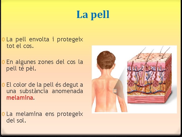 La pell 0 La pell envolta i protegeix tot el cos. 0 En algunes La pell 0 La pell envolta i protegeix tot el cos. 0 En algunes