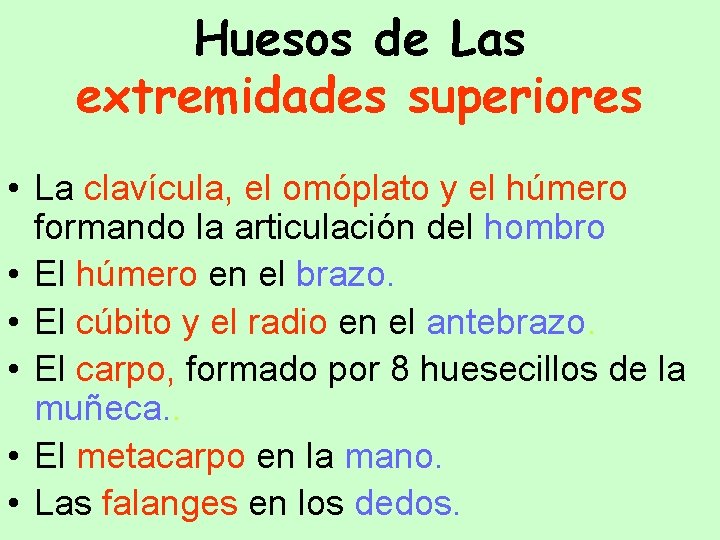 Huesos de Las extremidades superiores • La clavícula, el omóplato y el húmero formando