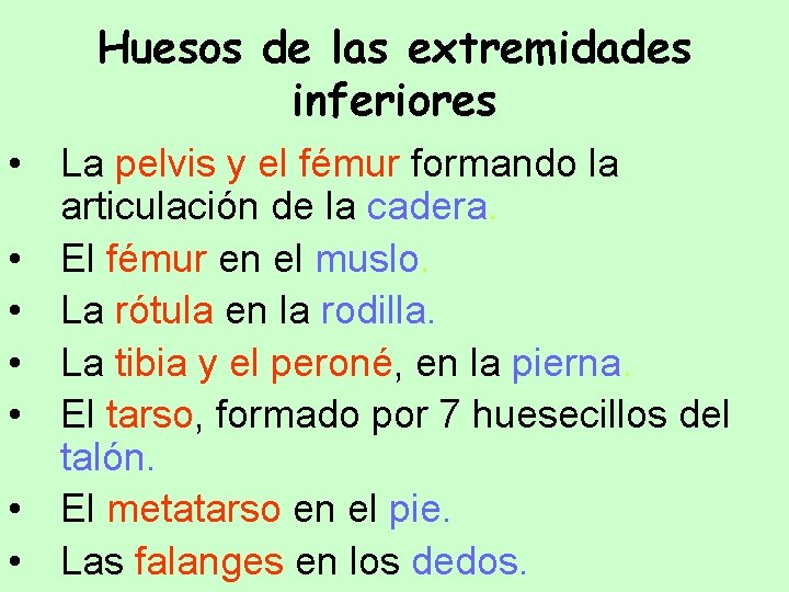 Huesos de las extremidades inferiores • La pelvis y el fémur formando la articulación