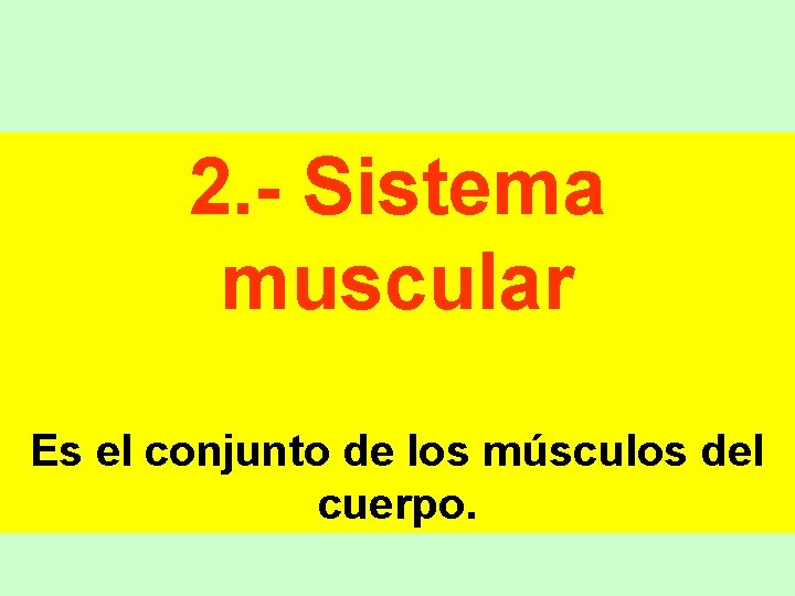 2. - Sistema muscular Es el conjunto de los músculos del cuerpo. 