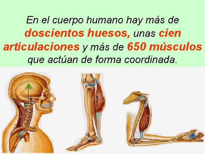 En el cuerpo humano hay más de doscientos huesos, unas cien articulaciones y más