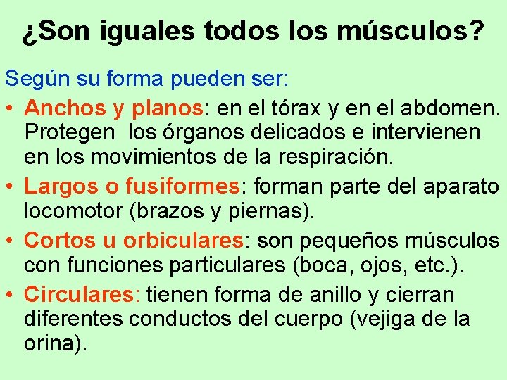 ¿Son iguales todos los músculos? Según su forma pueden ser: • Anchos y planos: