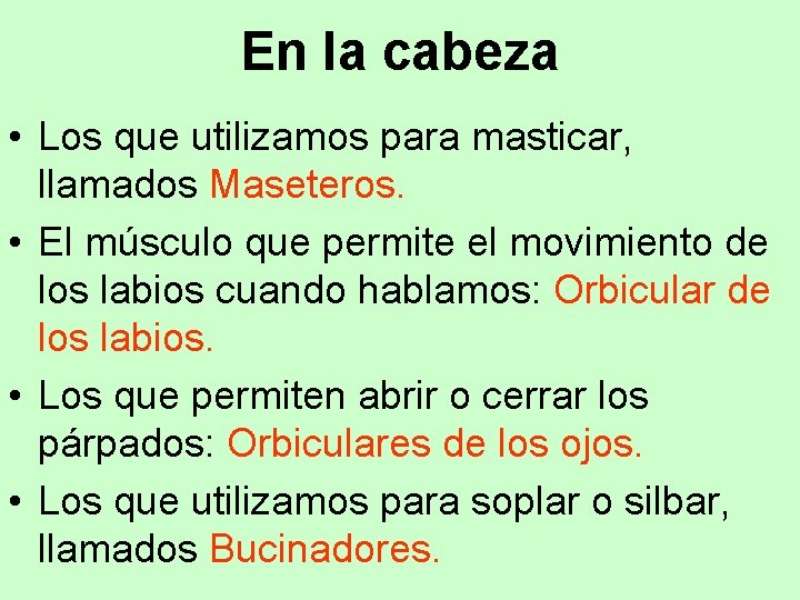 En la cabeza • Los que utilizamos para masticar, llamados Maseteros. • El músculo