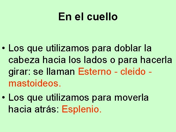 En el cuello • Los que utilizamos para doblar la cabeza hacia los lados