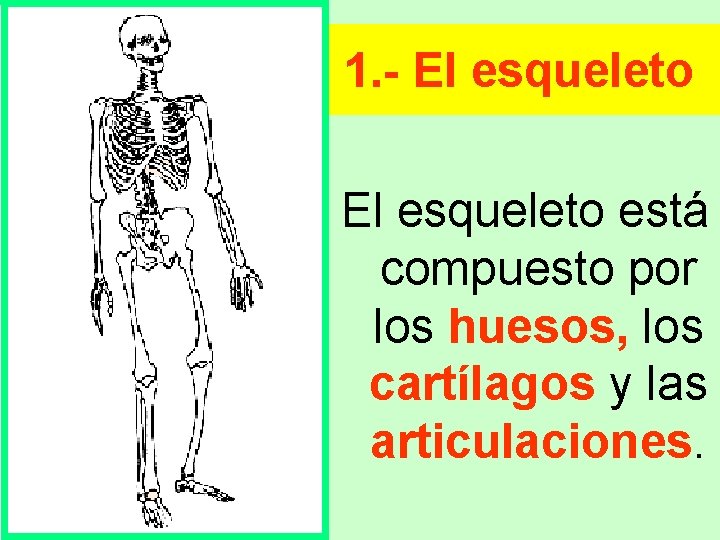 1. - El esqueleto está compuesto por los huesos, los cartílagos y las articulaciones.