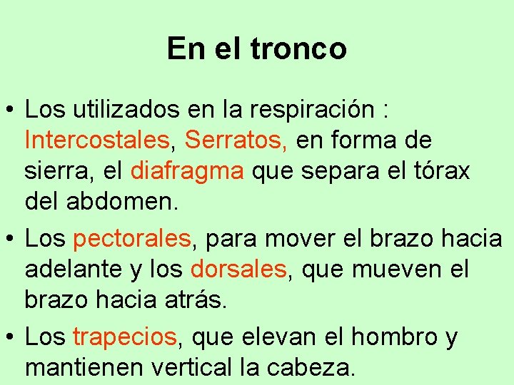 En el tronco • Los utilizados en la respiración : Intercostales, Serratos, en forma