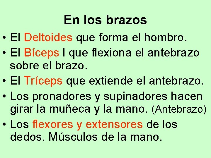 En los brazos • El Deltoides que forma el hombro. • El Bíceps l