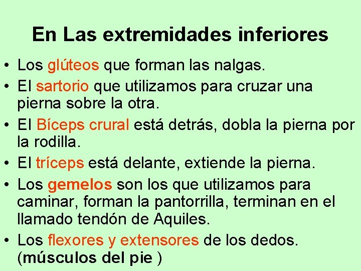 En Las extremidades inferiores • Los glúteos que forman las nalgas. • El sartorio