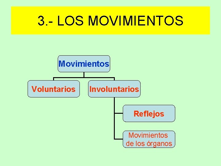 3. - LOS MOVIMIENTOS Movimientos Voluntarios Involuntarios Reflejos Movimientos de los órganos 