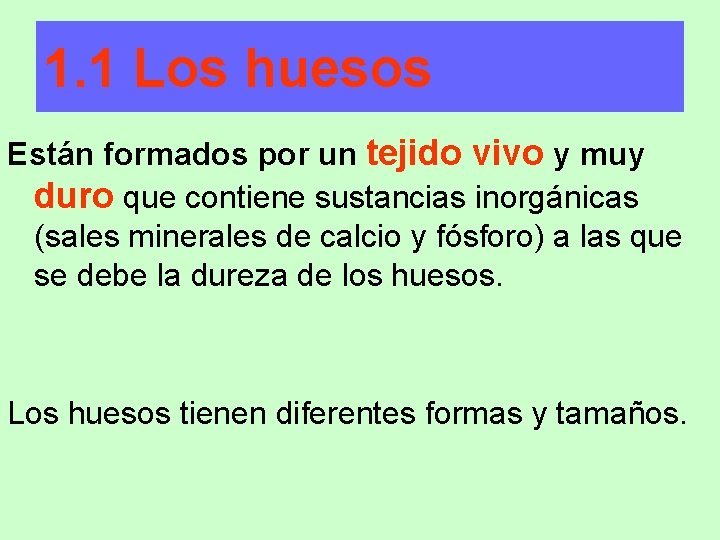 1. 1 Los huesos Están formados por un tejido vivo y muy duro que