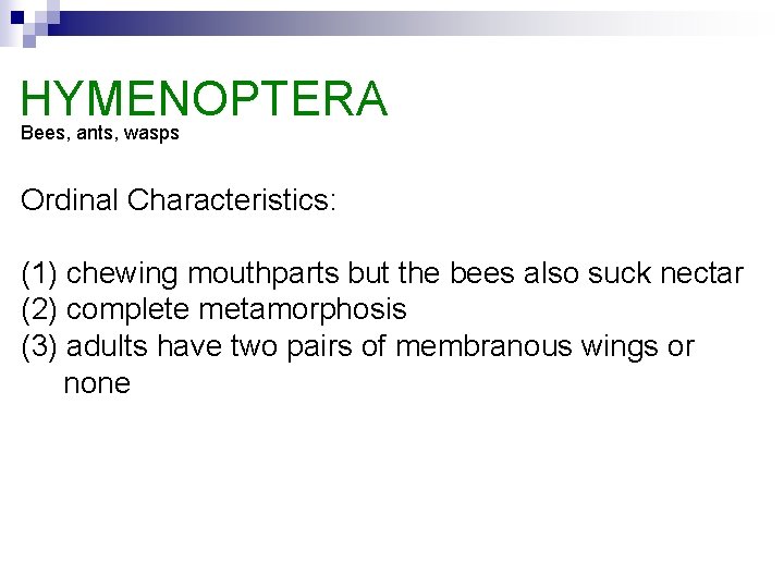 HYMENOPTERA Bees, ants, wasps Ordinal Characteristics: (1) chewing mouthparts but the bees also suck