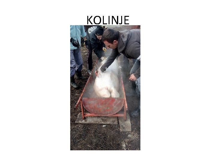 KOLINJE 