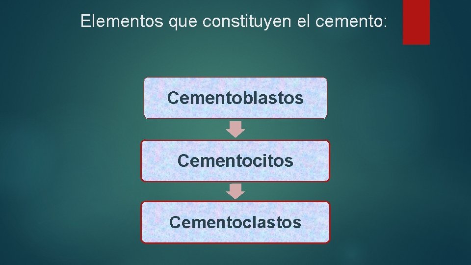 Elementos que constituyen el cemento: Cementoblastos Cementocitos Cementoclastos 