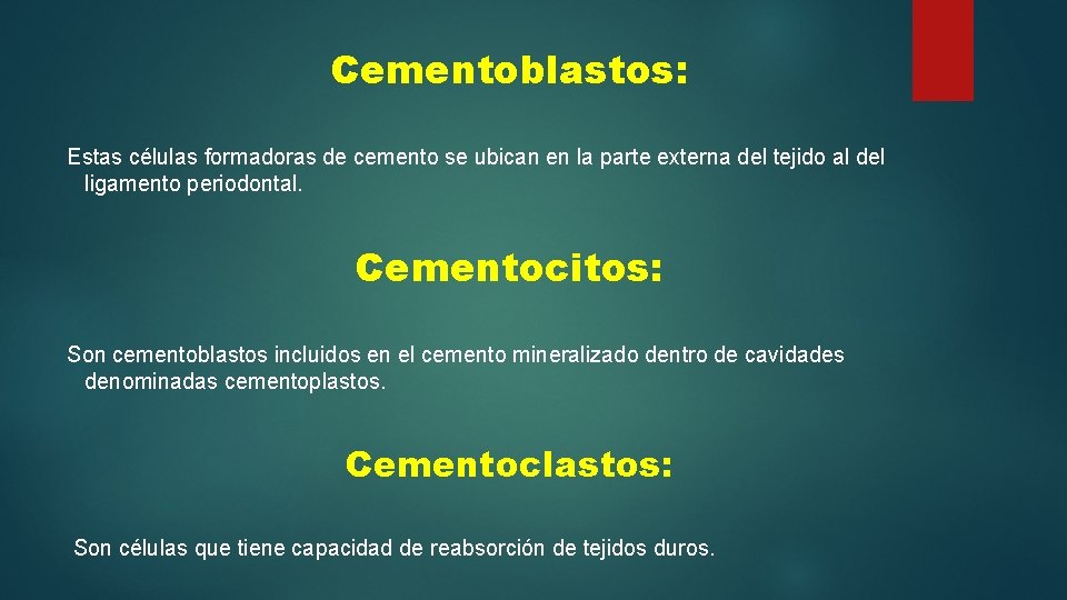 Cementoblastos: Estas células formadoras de cemento se ubican en la parte externa del tejido