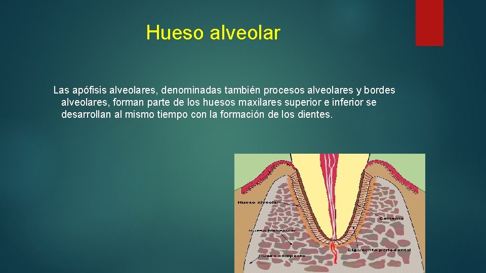 Hueso alveolar Las apófisis alveolares, denominadas también procesos alveolares y bordes alveolares, forman parte