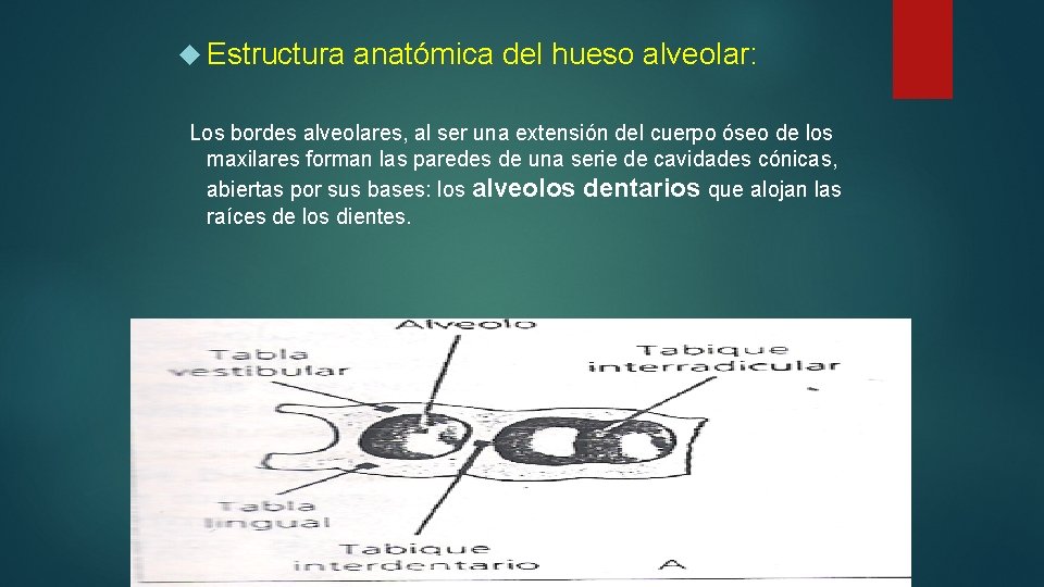  Estructura anatómica del hueso alveolar: Los bordes alveolares, al ser una extensión del