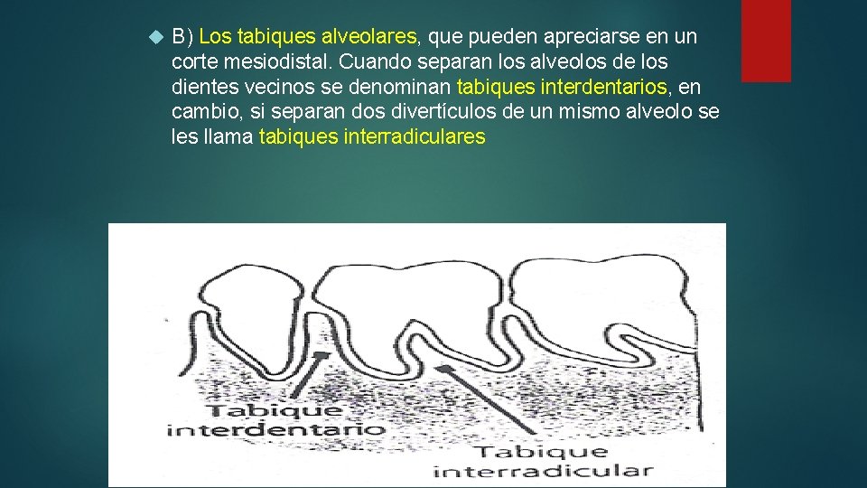  B) Los tabiques alveolares, que pueden apreciarse en un corte mesiodistal. Cuando separan