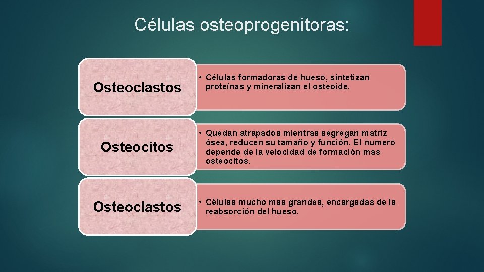 Células osteoprogenitoras: Osteoclastos • Células formadoras de hueso, sintetizan proteínas y mineralizan el osteoide.