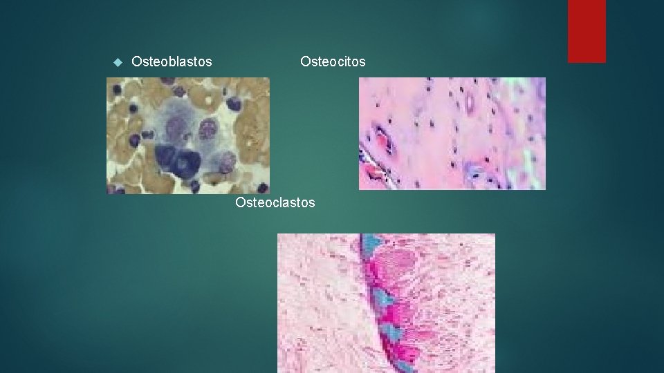  Osteoblastos Osteocitos Osteoclastos 