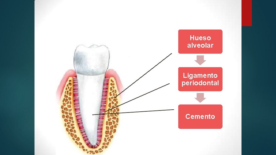 Hueso alveolar Ligamento periodontal Cemento 