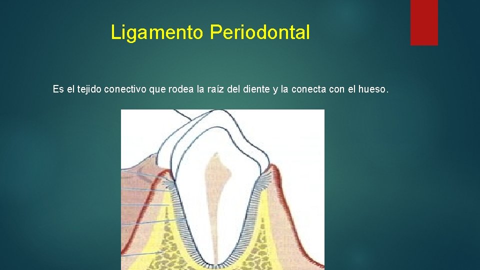 Ligamento Periodontal Es el tejido conectivo que rodea la raíz del diente y la