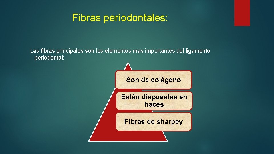 Fibras periodontales: Las fibras principales son los elementos mas importantes del ligamento periodontal: Son