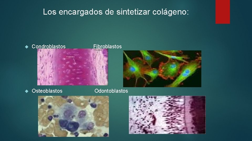Los encargados de sintetizar colágeno: Condroblastos Fibroblastos Osteoblastos Odontoblastos 