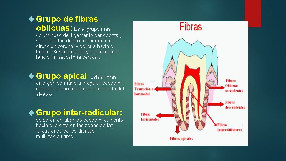  Grupo de fibras oblicuas: Es el grupo mas voluminoso del ligamento periodontal, se