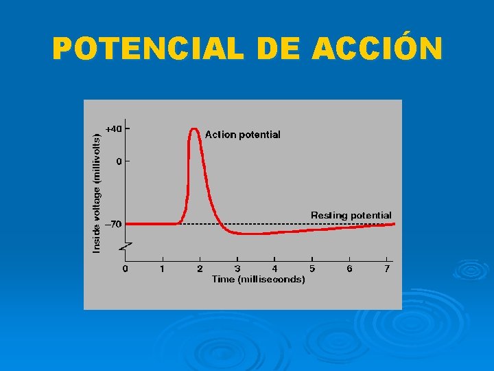 POTENCIAL DE ACCIÓN 