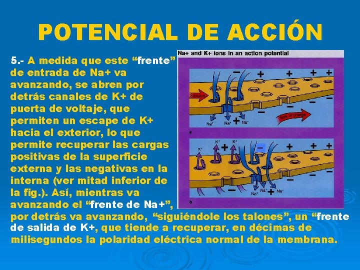 POTENCIAL DE ACCIÓN 5. - A medida que este “frente” de entrada de Na+