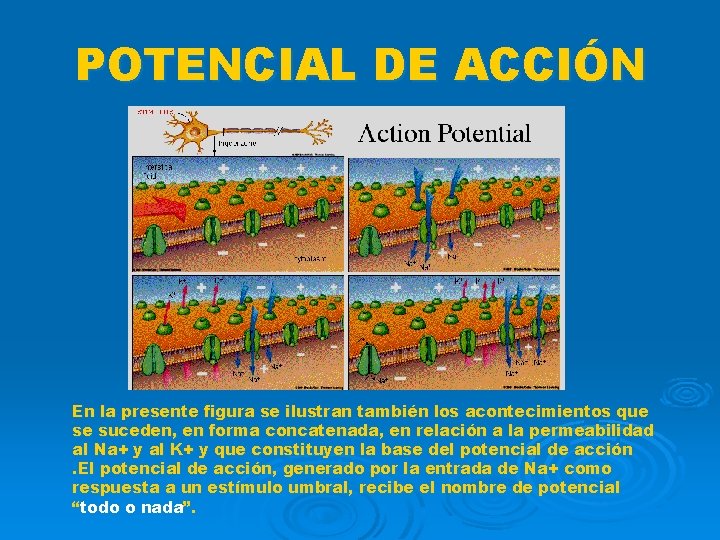 POTENCIAL DE ACCIÓN En la presente figura se ilustran también los acontecimientos que se