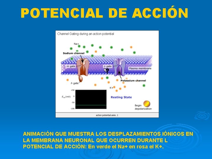 POTENCIAL DE ACCIÓN ANIMACIÓN QUE MUESTRA LOS DESPLAZAMIENTOS IÓNICOS EN LA MEMBRANA NEURONAL QUE