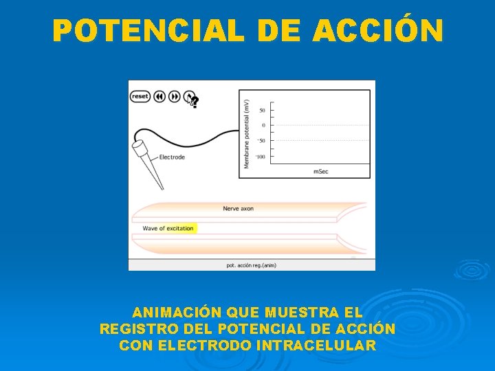 POTENCIAL DE ACCIÓN ANIMACIÓN QUE MUESTRA EL REGISTRO DEL POTENCIAL DE ACCIÓN CON ELECTRODO