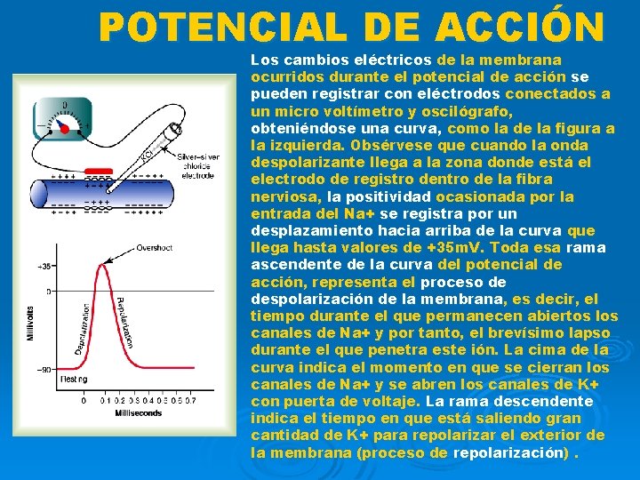 POTENCIAL DE ACCIÓN Los cambios eléctricos de la membrana ocurridos durante el potencial de