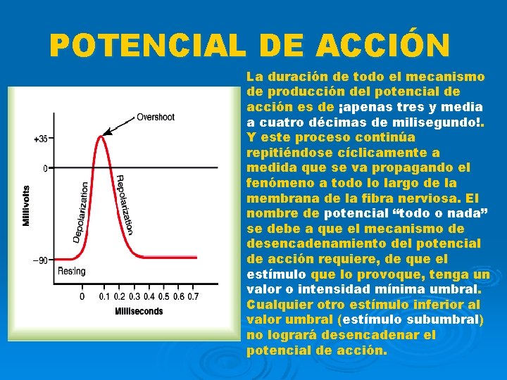 POTENCIAL DE ACCIÓN La duración de todo el mecanismo de producción del potencial de