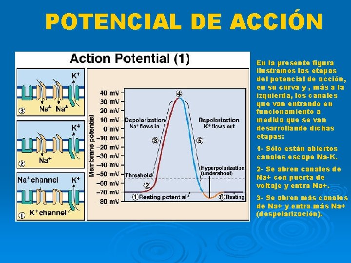 POTENCIAL DE ACCIÓN En la presente figura ilustramos las etapas del potencial de acción,