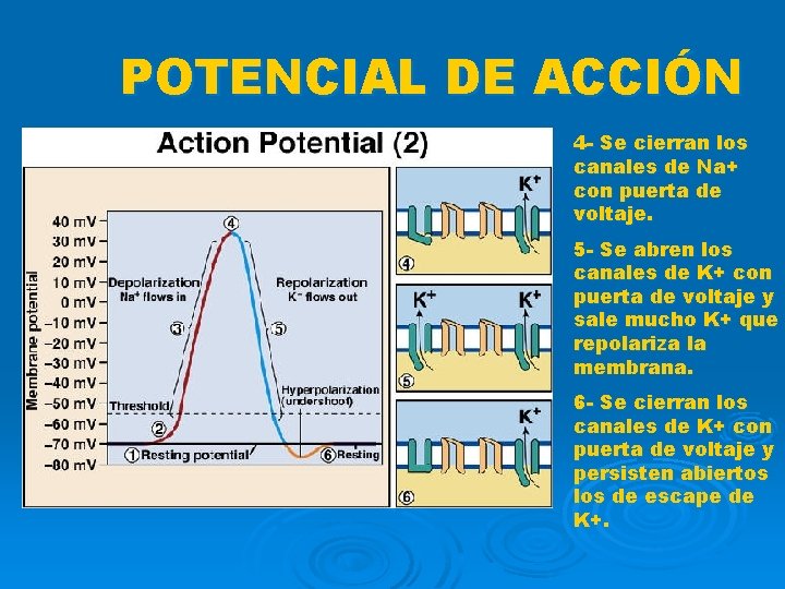POTENCIAL DE ACCIÓN 4 - Se cierran los canales de Na+ con puerta de