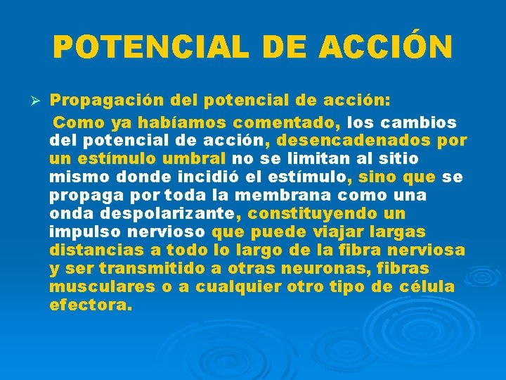 POTENCIAL DE ACCIÓN Ø Propagación del potencial de acción: Como ya habíamos comentado, los