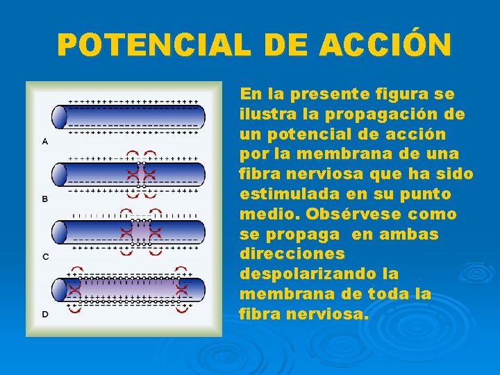 POTENCIAL DE ACCIÓN En la presente figura se ilustra la propagación de un potencial