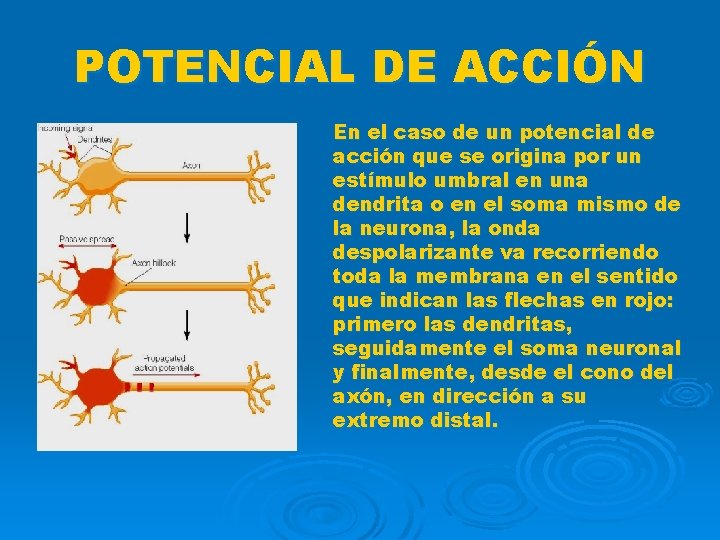 POTENCIAL DE ACCIÓN En el caso de un potencial de acción que se origina